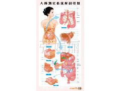 消化道解剖、胃解剖、食道解剖、皮肤解剖、人体消化系统解剖挂图