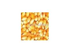 【天荣】现款求购玉米小麦麸皮酒糟粉等饲料原材料